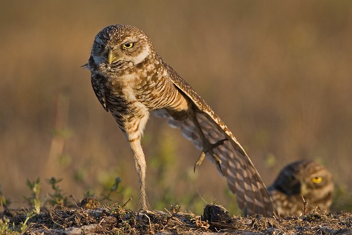 Kaninchenkauz Athene cunicularia Burrowing Owl